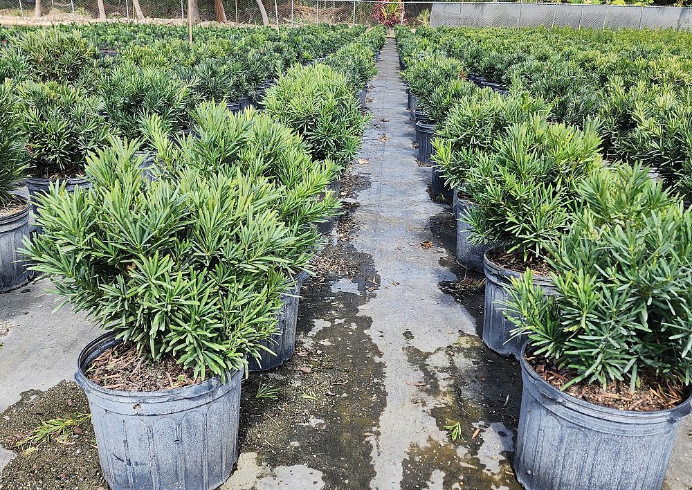 podocarpus-macrophyllus-pringles-japanese-yew