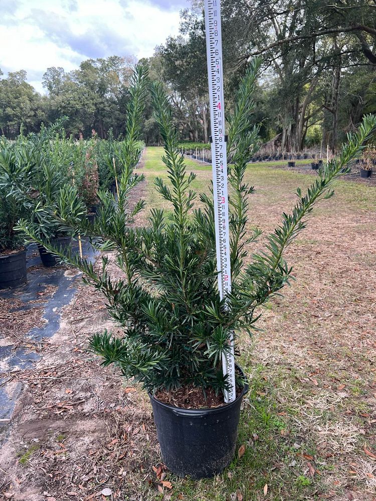 podocarpus-macrophyllus-pringles-japanese-yew