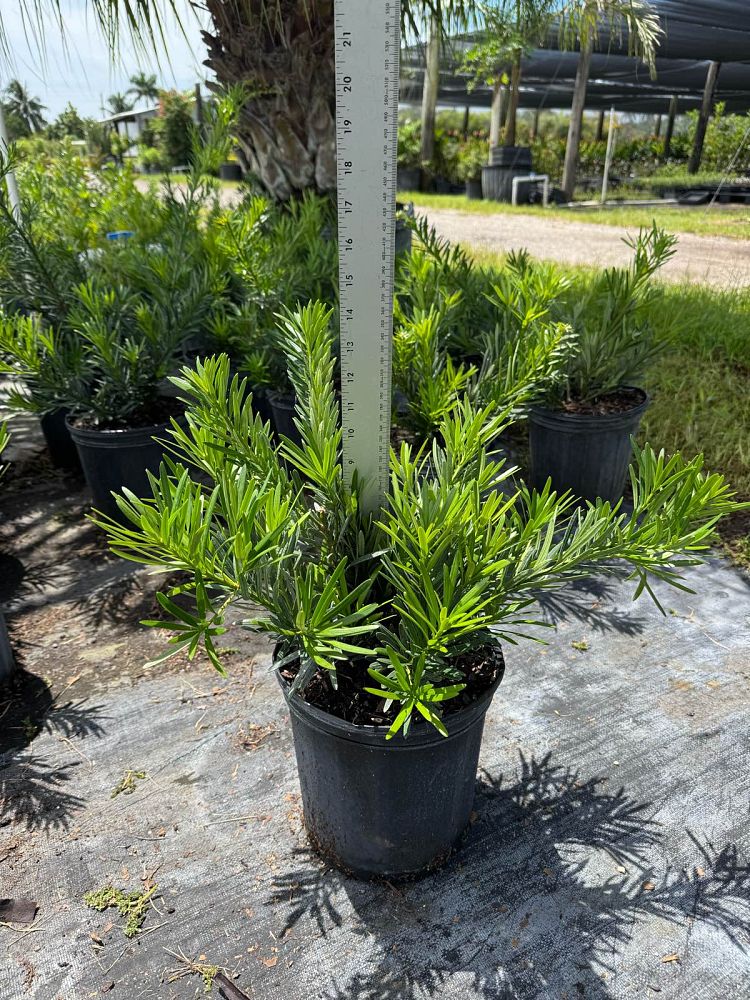 podocarpus-macrophyllus-pringles-japanese-yew
