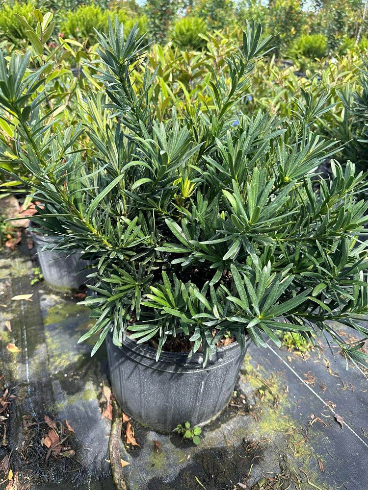 podocarpus-macrophyllus-pringles-japanese-yew