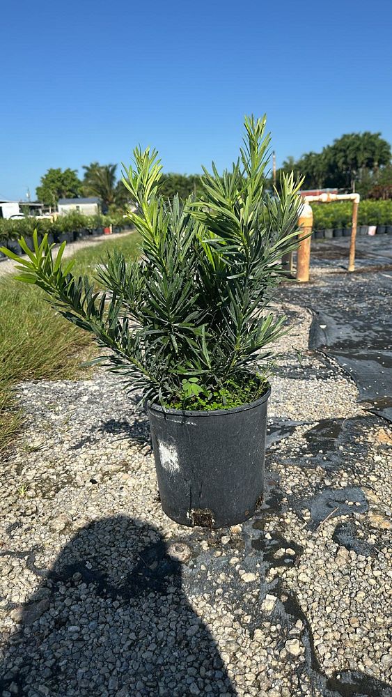 podocarpus-macrophyllus-pringles-japanese-yew