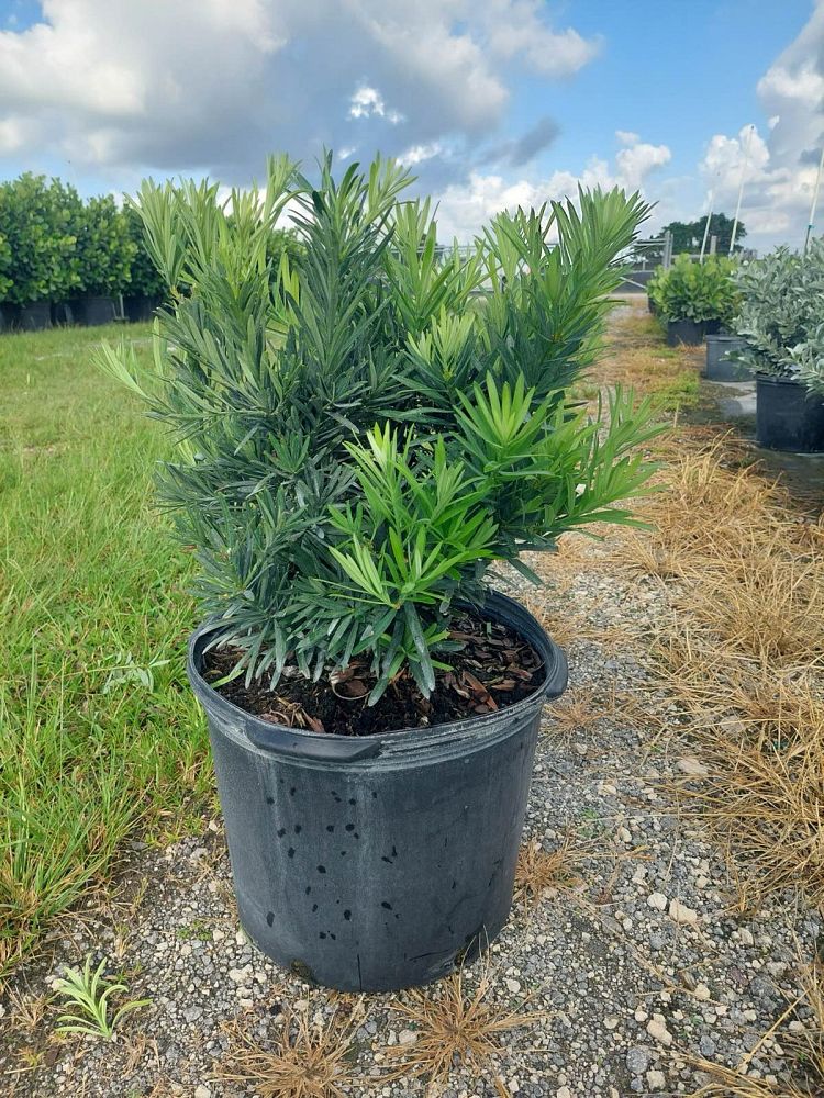 podocarpus-macrophyllus-pringles-japanese-yew