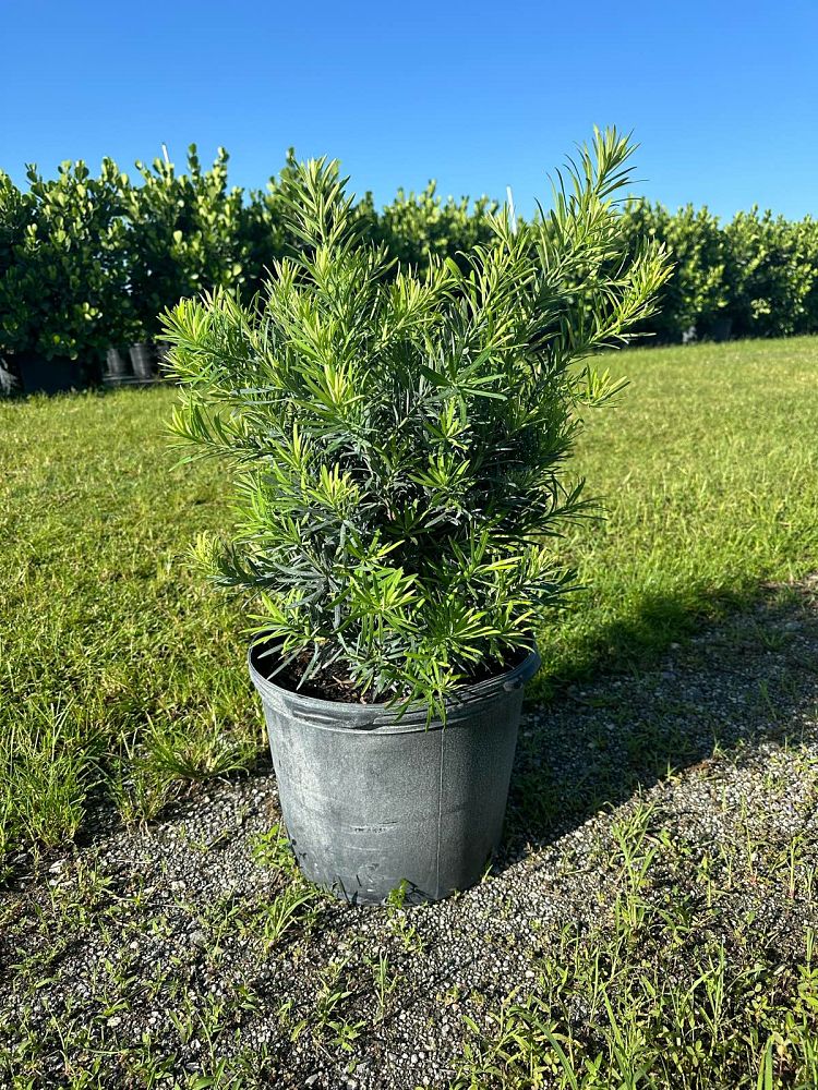 podocarpus-macrophyllus-pringles-japanese-yew