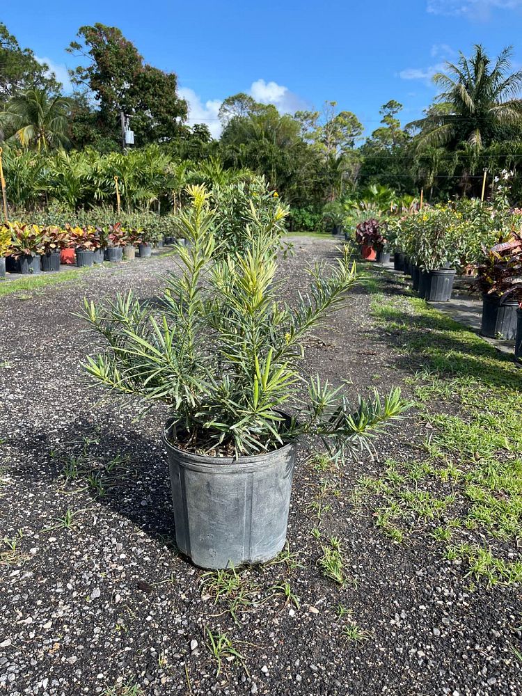 podocarpus-macrophyllus-pringles-japanese-yew