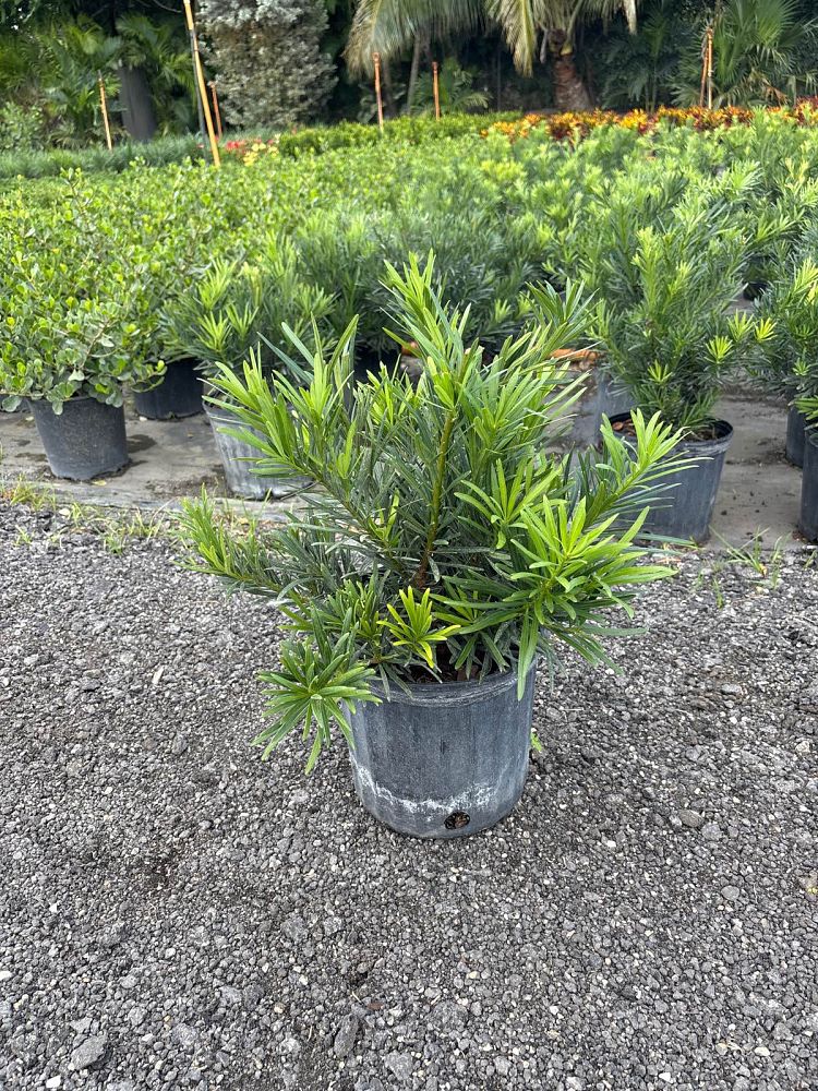 podocarpus-macrophyllus-pringles-japanese-yew