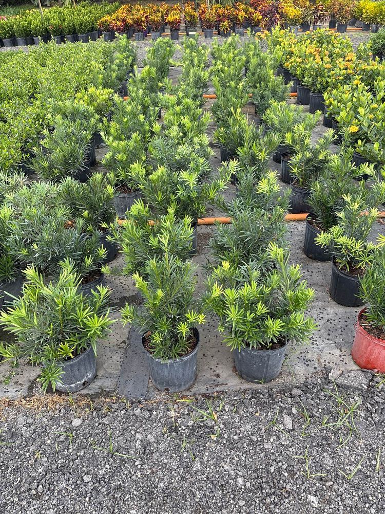 podocarpus-macrophyllus-pringles-japanese-yew
