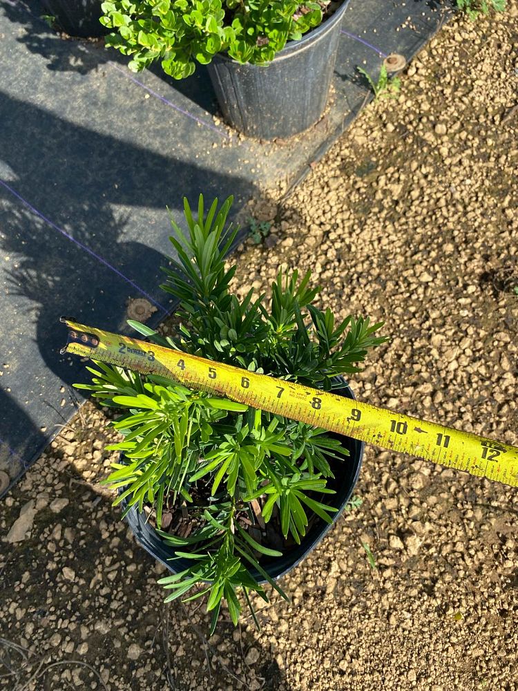 podocarpus-macrophyllus-pringles-japanese-yew