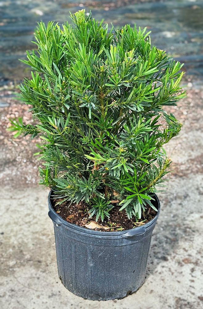 podocarpus-macrophyllus-pringles-japanese-yew