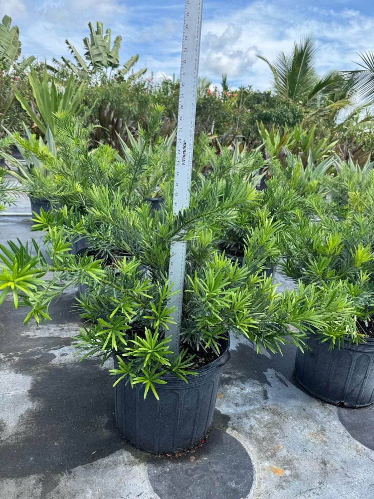podocarpus-macrophyllus-pringles-japanese-yew