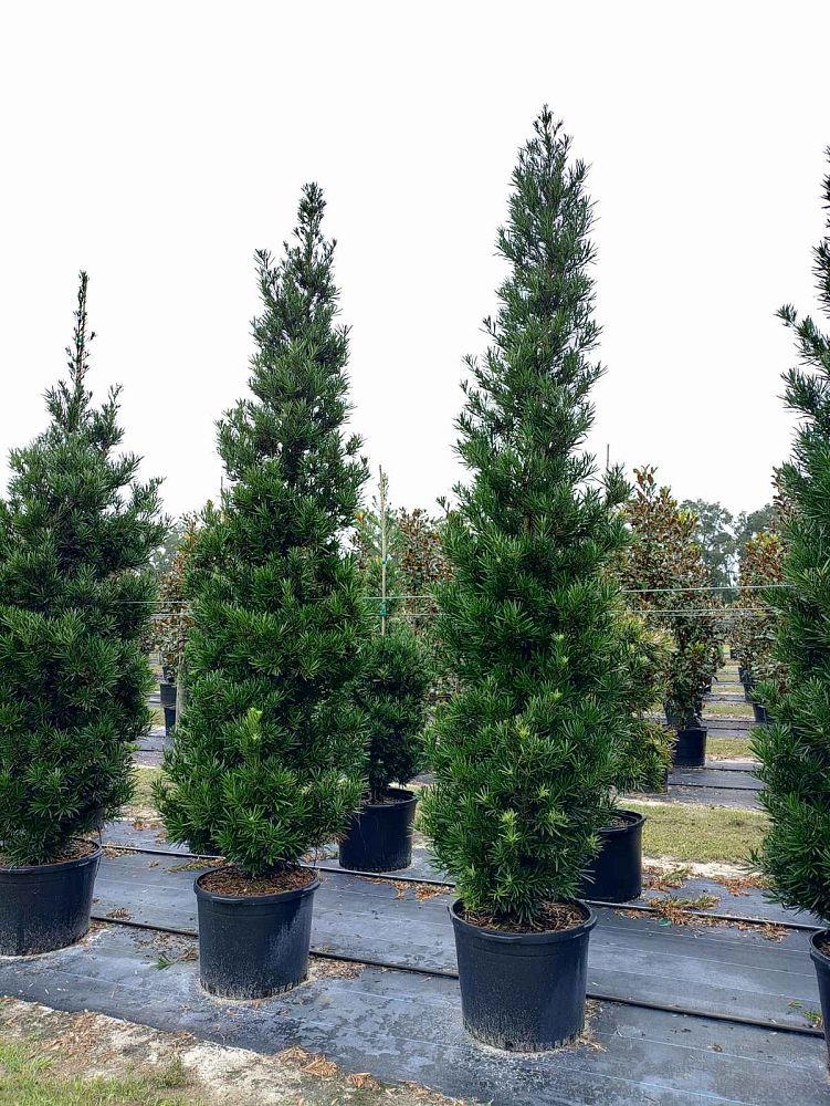 podocarpus-macrophyllus-pringles-japanese-yew