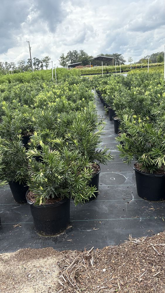 podocarpus-macrophyllus-pringles-japanese-yew