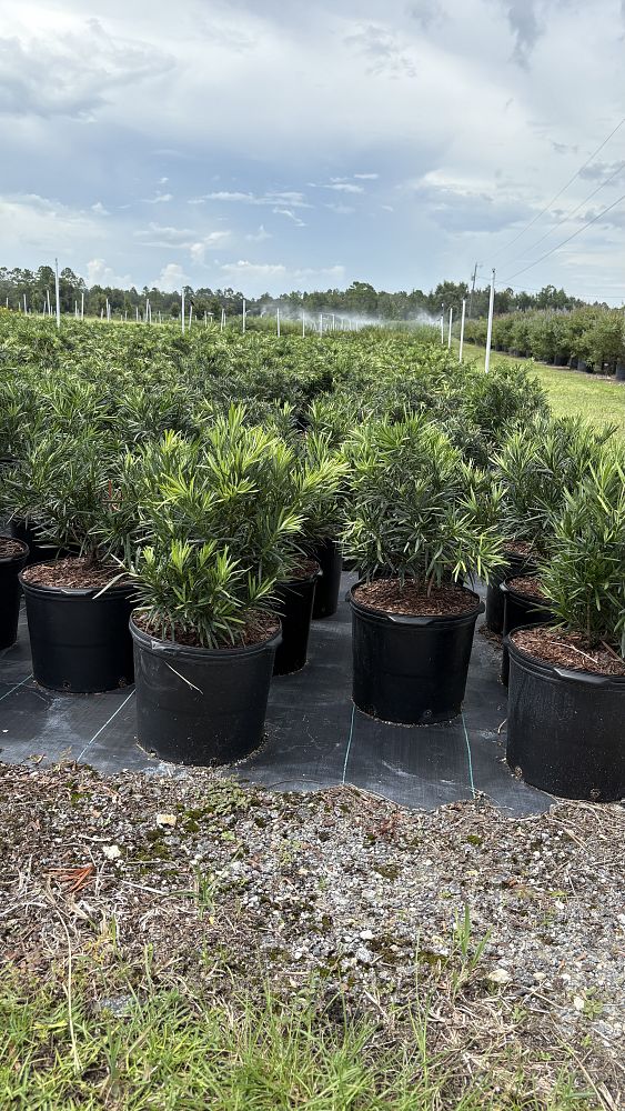 podocarpus-macrophyllus-pringles-japanese-yew