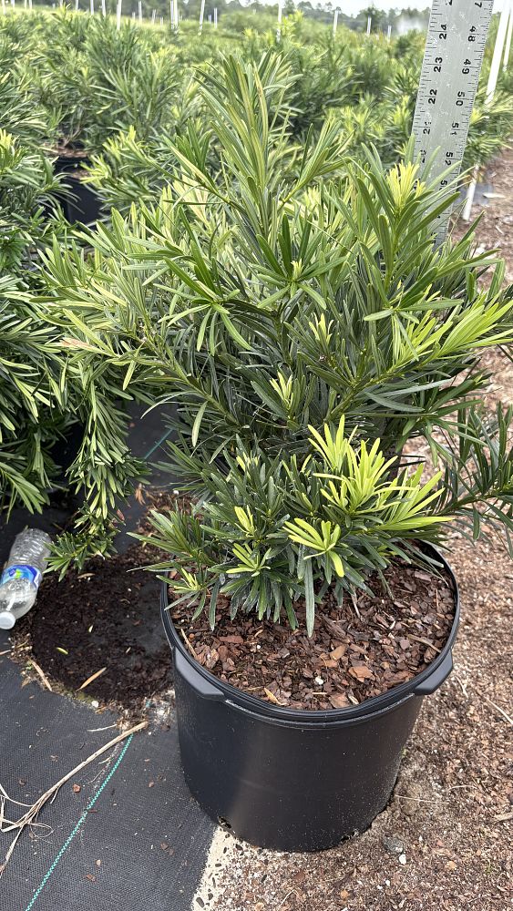 podocarpus-macrophyllus-pringles-japanese-yew