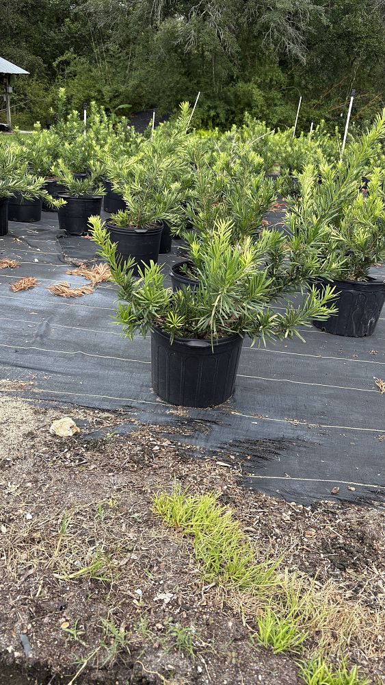 podocarpus-macrophyllus-pringles-japanese-yew