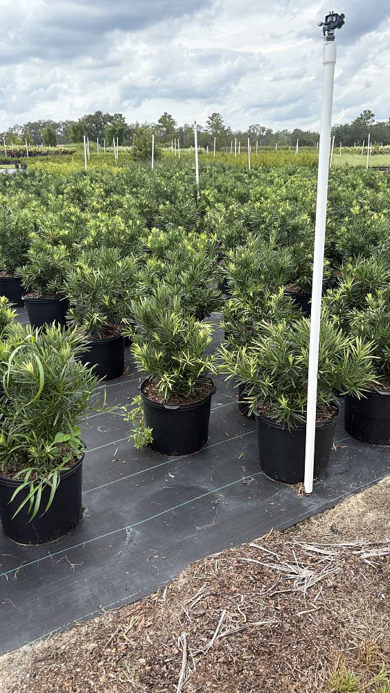 podocarpus-macrophyllus-pringles-japanese-yew