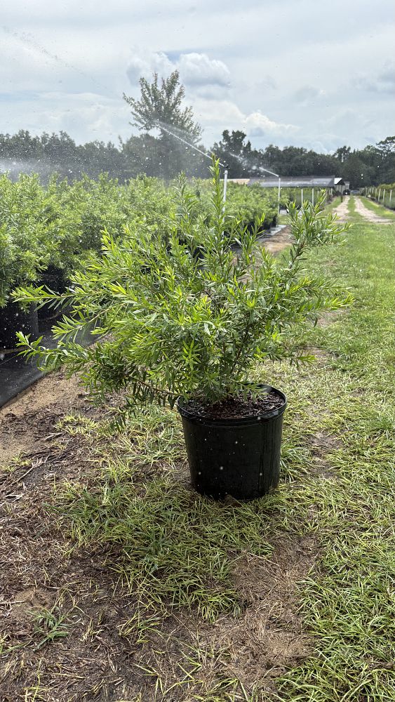 podocarpus-macrophyllus-pringles-japanese-yew