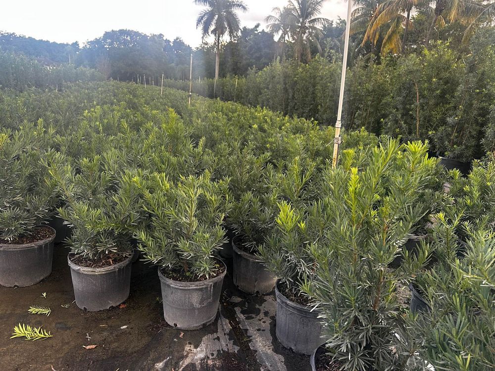 podocarpus-macrophyllus-pringles-japanese-yew