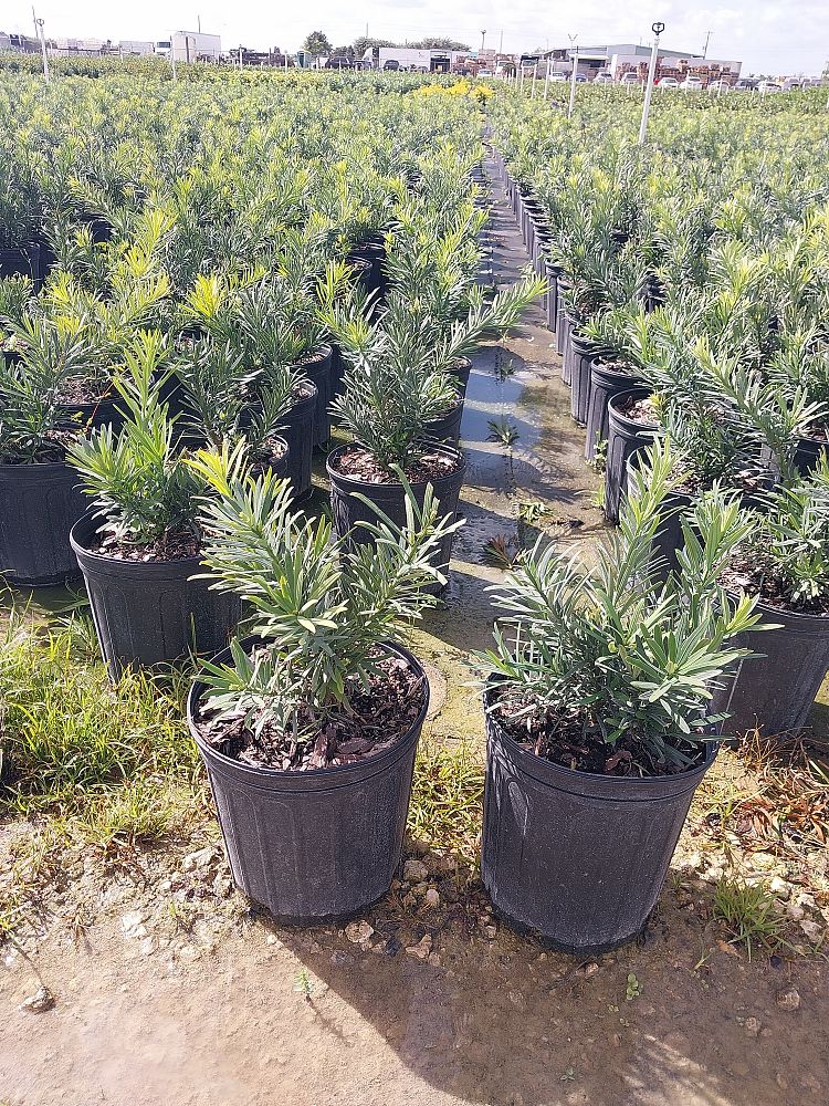 podocarpus-macrophyllus-pringles-japanese-yew
