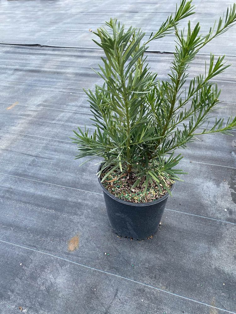 podocarpus-macrophyllus-pringles-japanese-yew