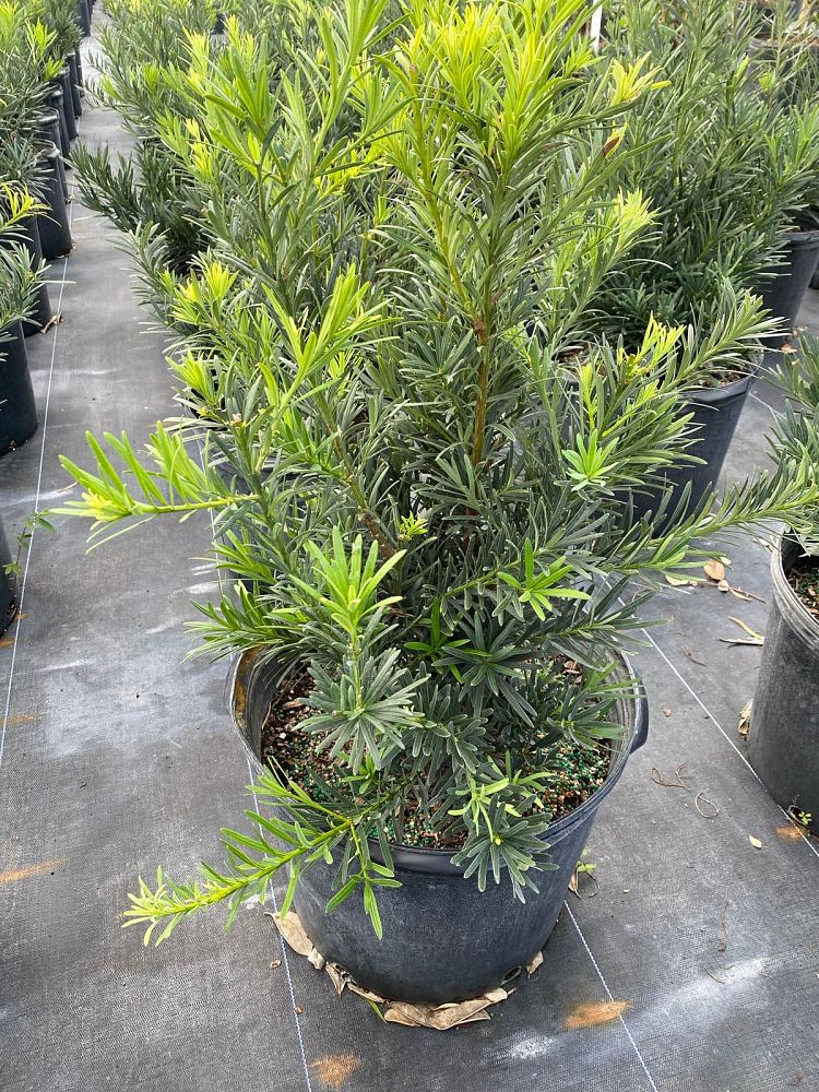 podocarpus-macrophyllus-pringles-japanese-yew