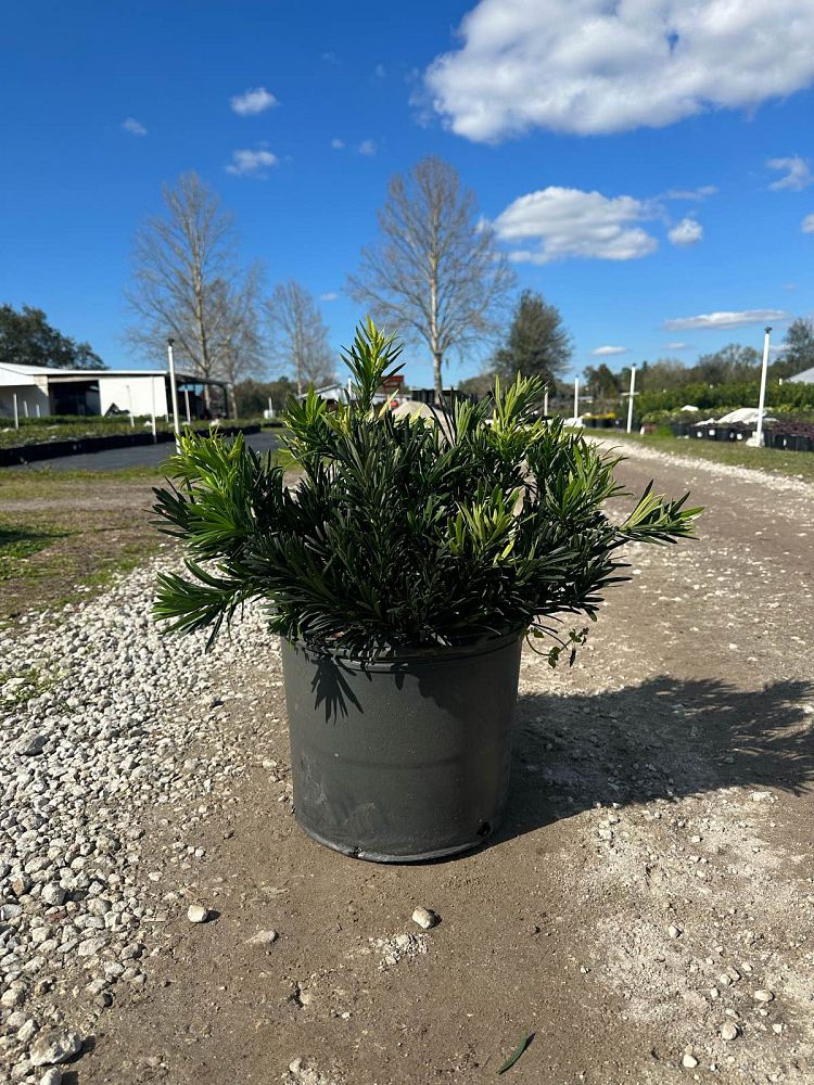 podocarpus-macrophyllus-pringles-japanese-yew