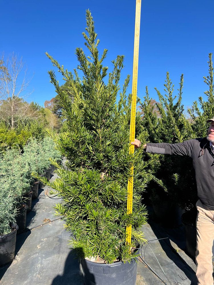 podocarpus-macrophyllus-pringles-japanese-yew