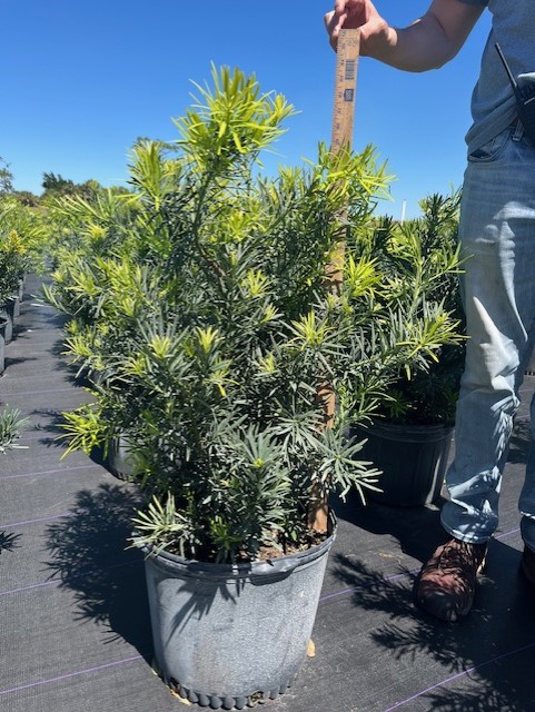 podocarpus-macrophyllus-pringles-japanese-yew