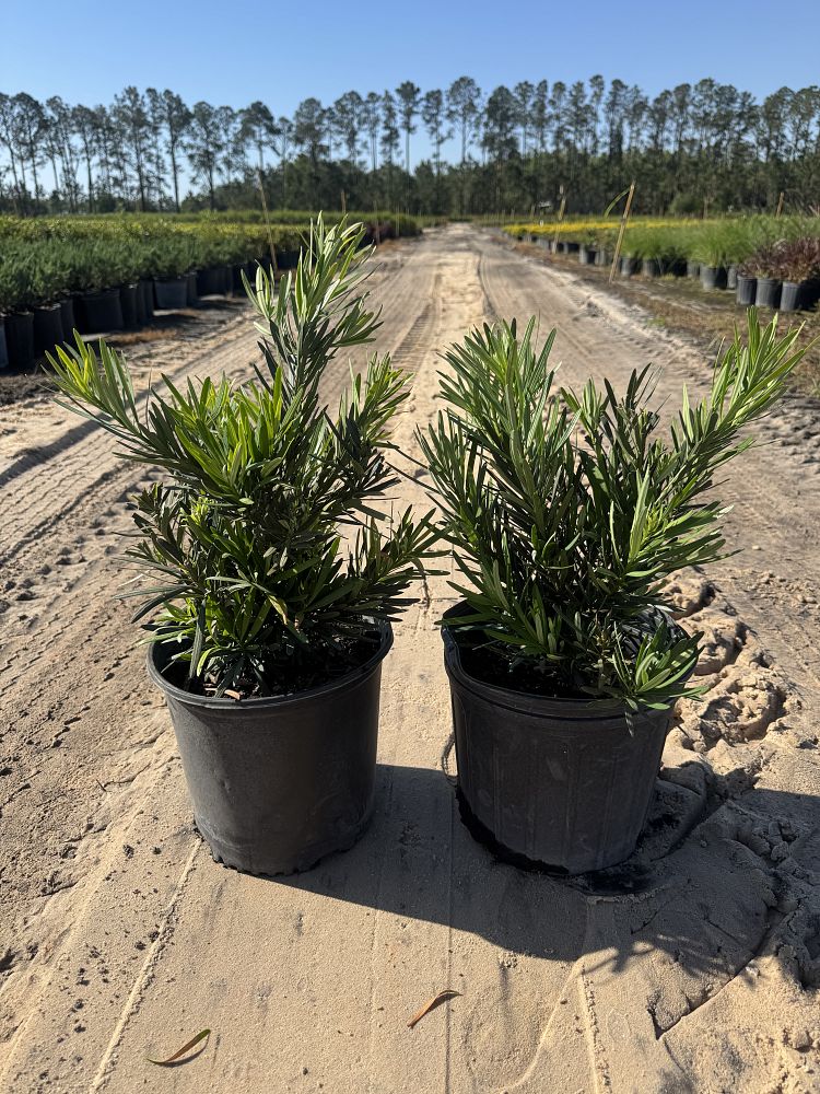 podocarpus-macrophyllus-pringles-japanese-yew