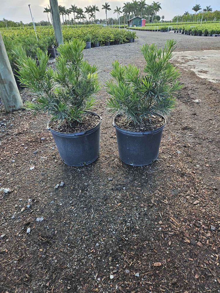 podocarpus-macrophyllus-pringles-japanese-yew