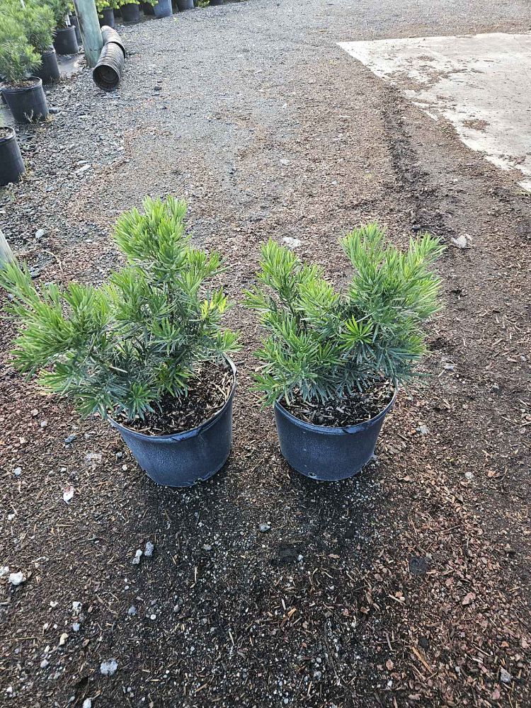 podocarpus-macrophyllus-pringles-japanese-yew