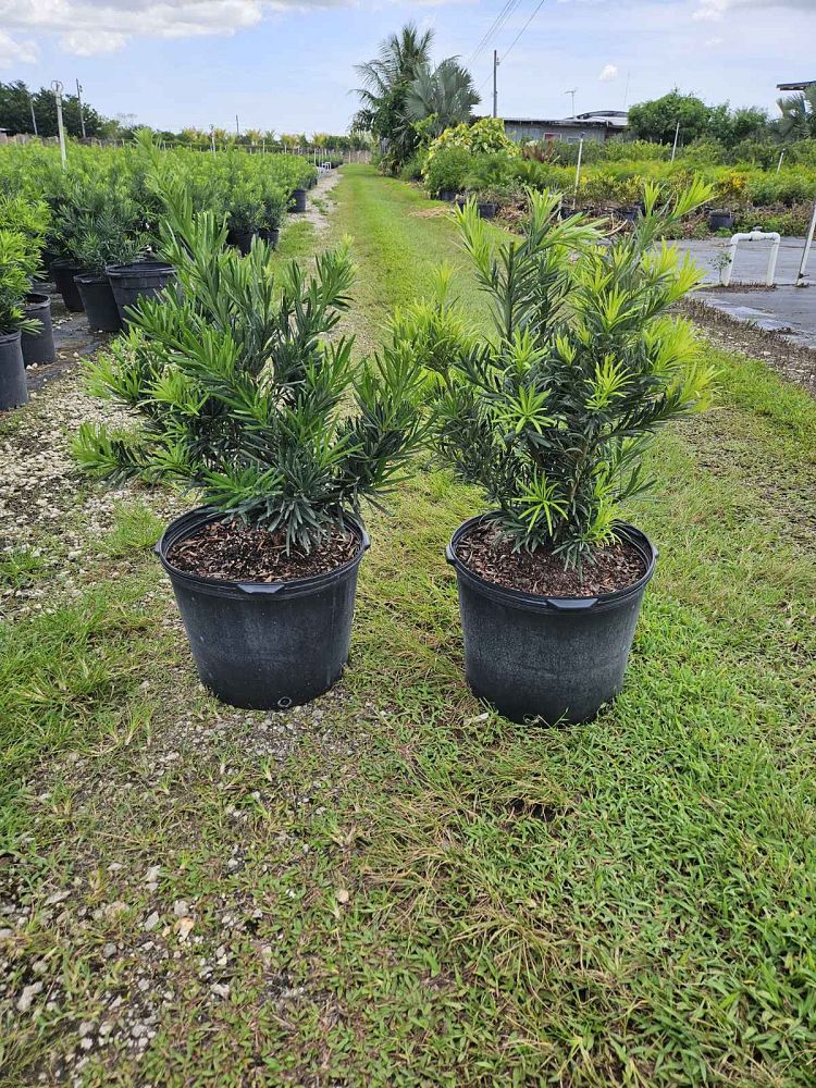 podocarpus-macrophyllus-pringles-japanese-yew