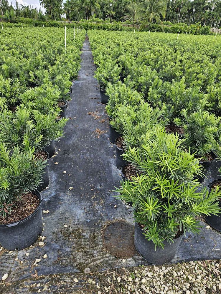 podocarpus-macrophyllus-pringles-japanese-yew