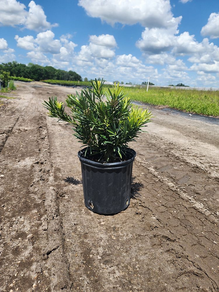 podocarpus-macrophyllus-pringles-japanese-yew