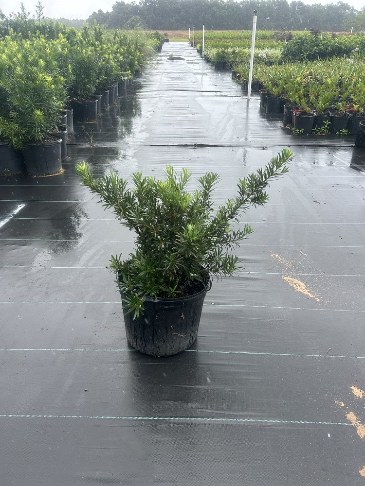 podocarpus-macrophyllus-pringles-japanese-yew