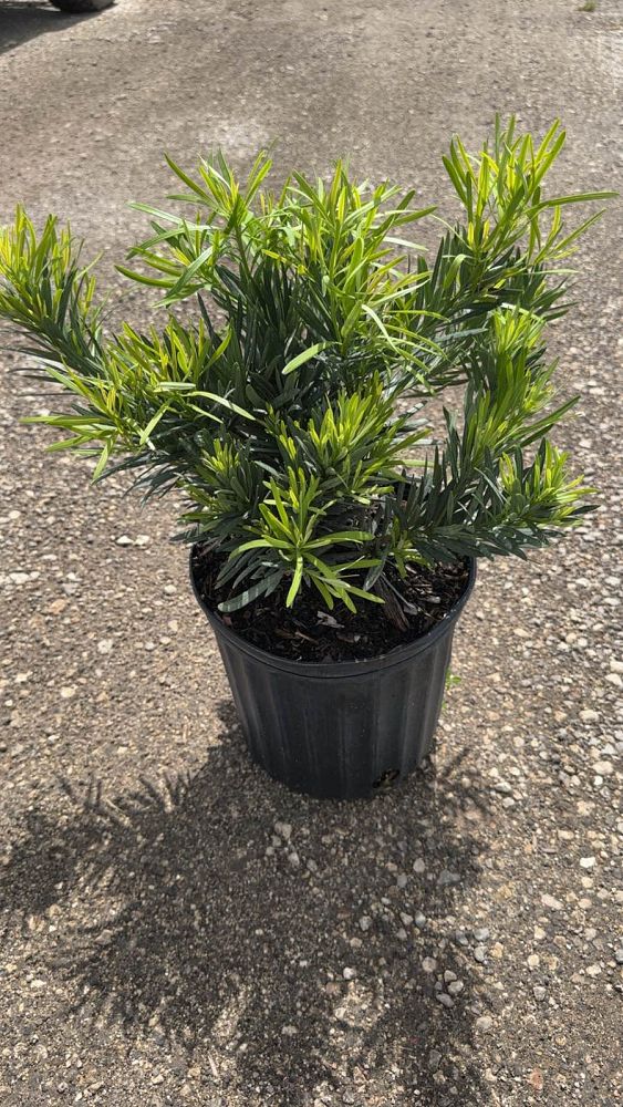 podocarpus-macrophyllus-pringles-japanese-yew