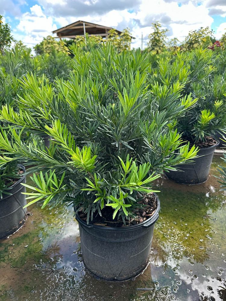 podocarpus-macrophyllus-pringles-japanese-yew