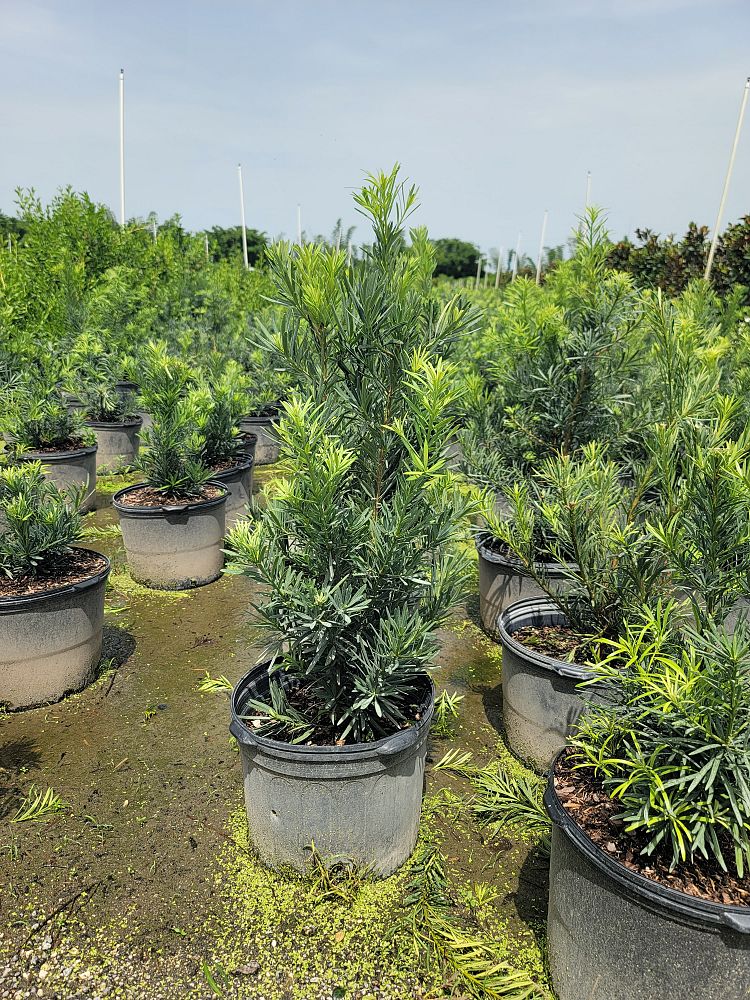 podocarpus-macrophyllus-pringles-japanese-yew