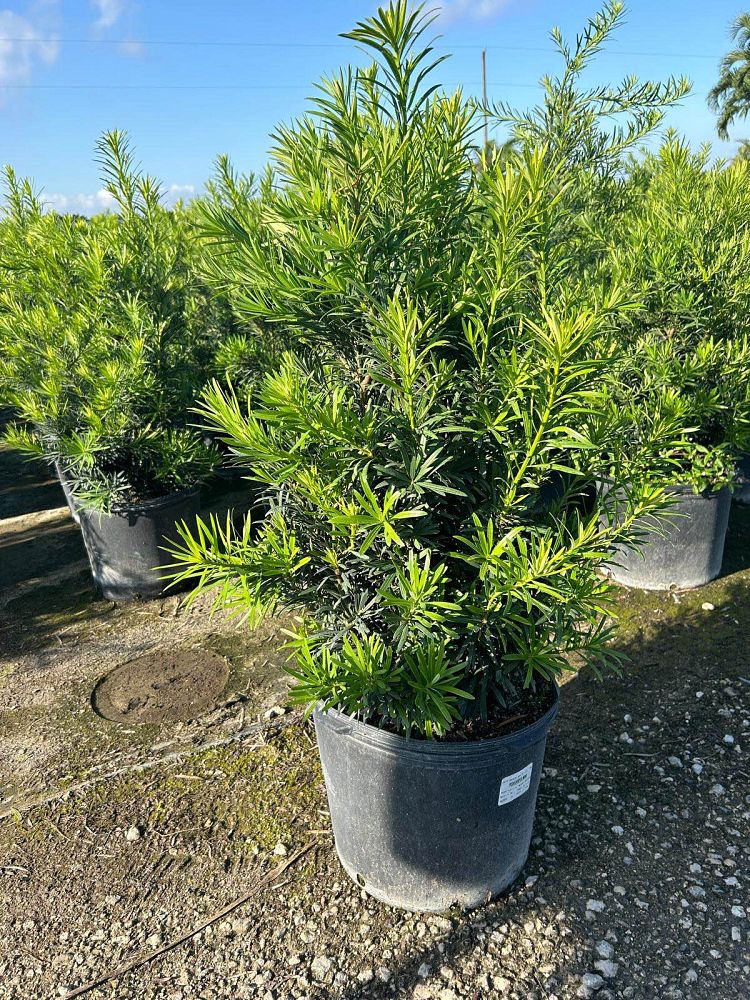 podocarpus-macrophyllus-pringles-japanese-yew