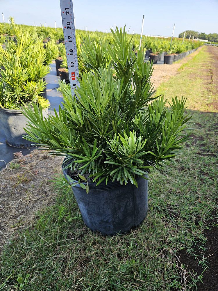 podocarpus-macrophyllus-pringles-japanese-yew
