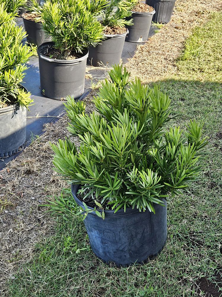 podocarpus-macrophyllus-pringles-japanese-yew