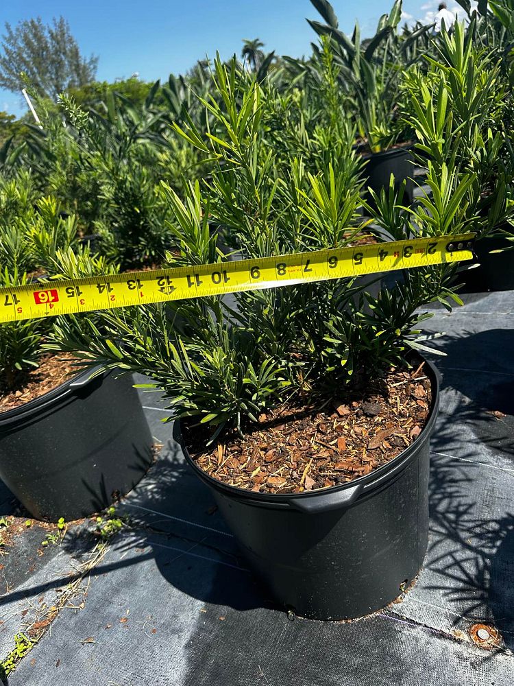 podocarpus-macrophyllus-pringles-japanese-yew
