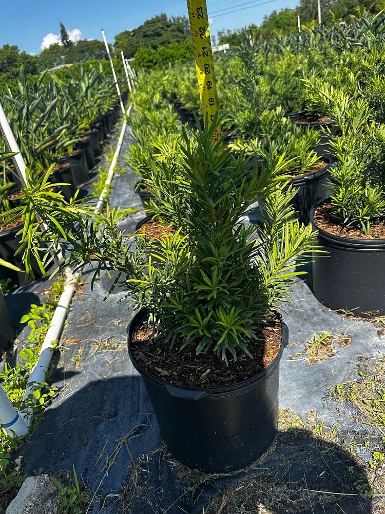 podocarpus-macrophyllus-pringles-japanese-yew