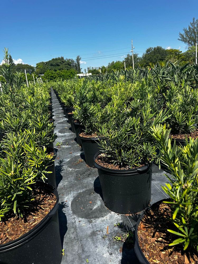 podocarpus-macrophyllus-pringles-japanese-yew