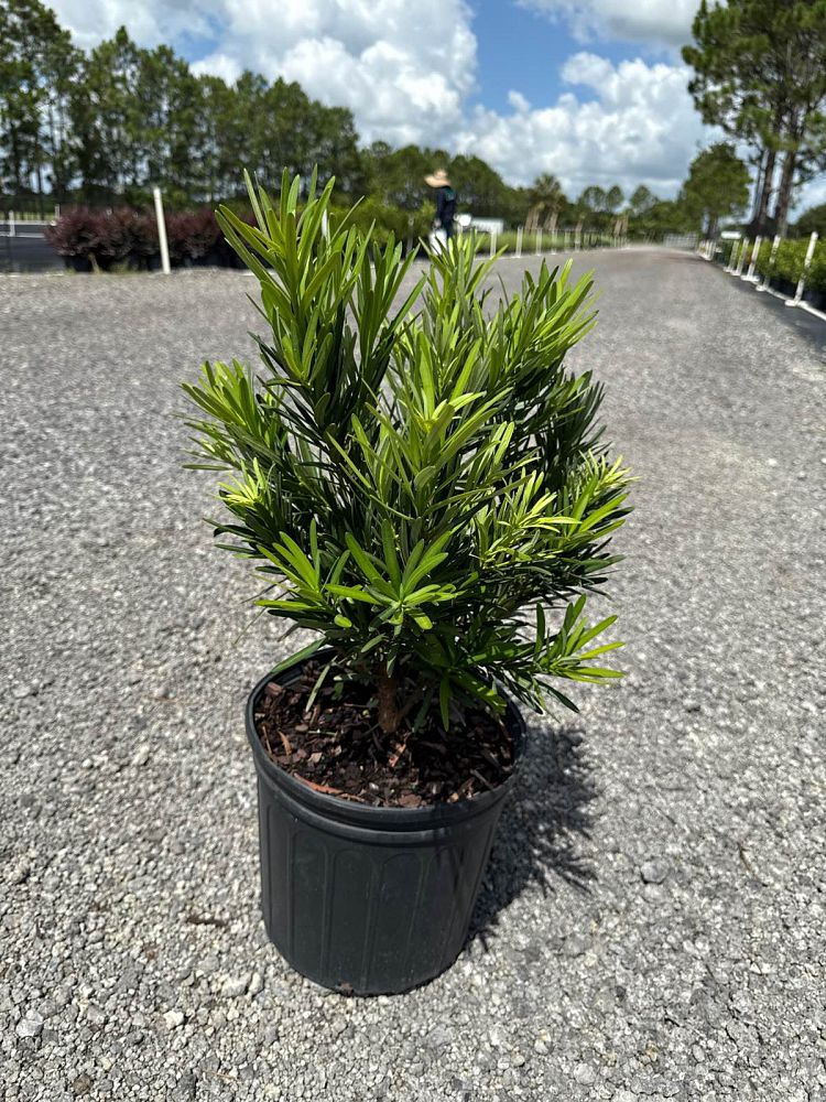 podocarpus-macrophyllus-pringles-japanese-yew