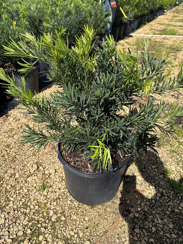 podocarpus-macrophyllus-pringles-japanese-yew