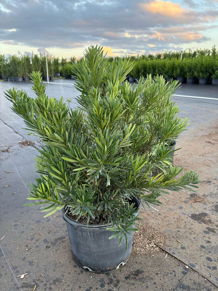 podocarpus-macrophyllus-pringles-japanese-yew