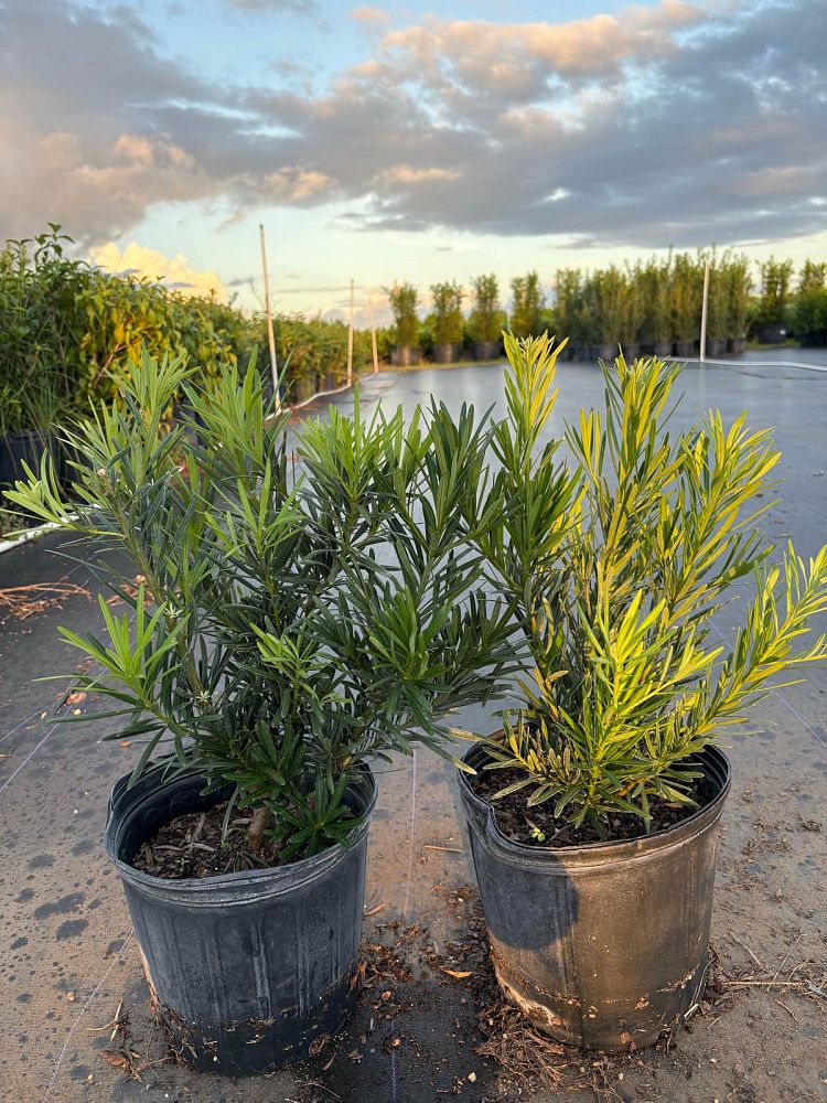 podocarpus-macrophyllus-pringles-japanese-yew