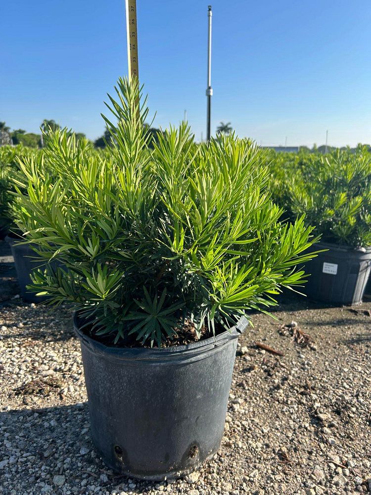 podocarpus-macrophyllus-pringles-japanese-yew