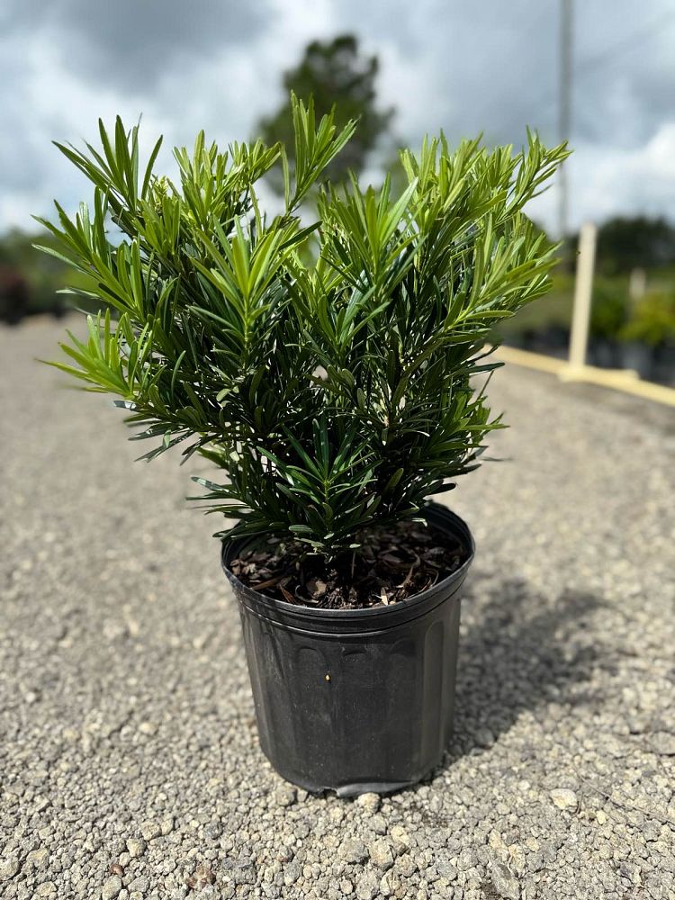 podocarpus-macrophyllus-pringles-japanese-yew