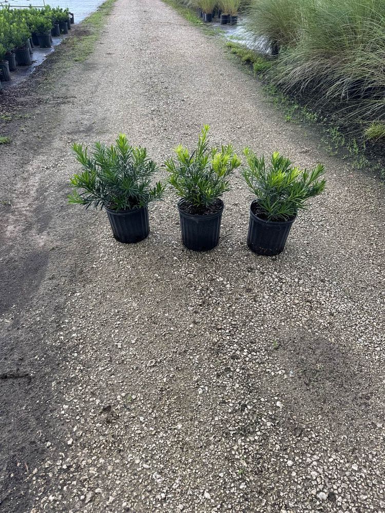 podocarpus-macrophyllus-pringles-japanese-yew